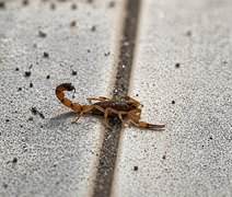 Enfermeira alerta sobre cuidados para prevenir acidentes com escorpiões em Alagoas