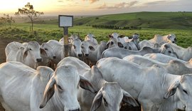 RB Agropecuária realiza 1° Leilão Brahman e Nelore em Alagoas