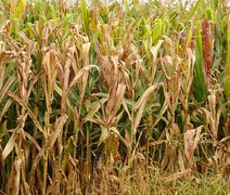 Praga do milho causa prejuízo anual de R$ 33,6 bilhões no Brasil