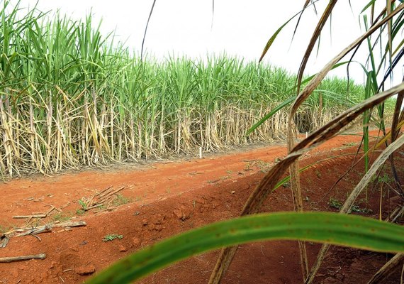 Etanol deve alcançar recorde de produção com 33,58 bilhões de litros