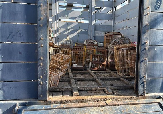Mais de 245 aves são resgatadas em feiras livres e até dentro de veículo, em ação do FPI em Alagoas
