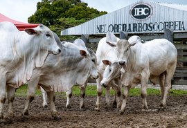 Nelore IBC preza pela consistência do rebanho