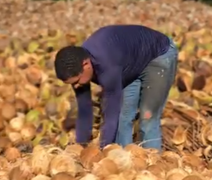 Coopaiba promove Dia de Campo em celebração aos 11 anos de trajetória em AL