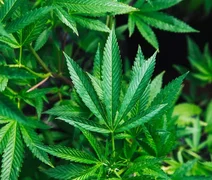 Estudo aponta que cannabis antes do sexo facilita orgasmos múltiplos; entenda
