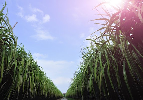 Chuva pode ampliar quantidade de cana beneficiada na safra 21/22