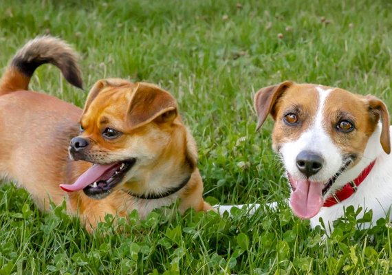Justiça de AL determina que dona de cachorros faça eles pararem de latir