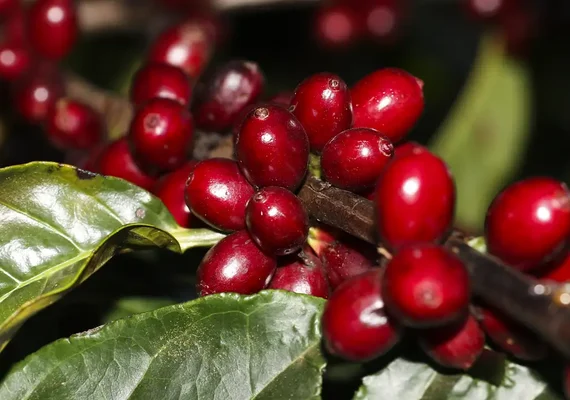 Aeronaves, óleo, café e carne estão fora do tarifaço imposto pelos EUA