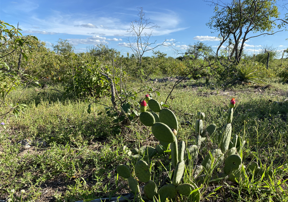 Parceria entre Embrapa e municípios realiza restauração e preservação da Caatinga em Alagoas