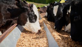 Secas e geadas reduziram produção de grãos no país e afetam ração bovina