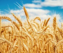 Plataforma reúne dados inéditos e fortalece expansão do trigo no Brasil