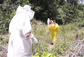 Parceria entre usina e apicultores une produção e preservação ambiental na Barra de São Miguel