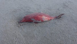 Animais marítimos são achados mortos na praia do Francês