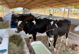 Animais começam a chegar no Parque Mair Amaral para 40ª Expo Bacia Leiteira