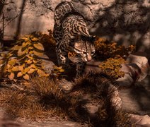 Brasileiro descobre nova espécie de felino selvagem em área da Bolívia
