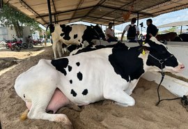 Expo Bacia Leiteira conecta produção, tecnologia e mercado no sertão alagoano