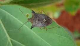 As pragas que 'somem' no inverno e voltam com força em dezembro