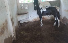 Haras em Maceió com irregularidades na criação dos animais