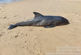 Filhote de golfinho é encontrado morto em Ipioca e passa por necropsia em Maceió﻿