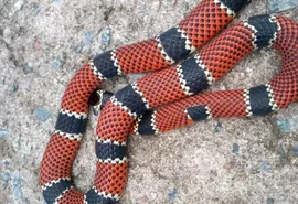 Cobra é encontrada dentro do quarto de residência em Maragogi