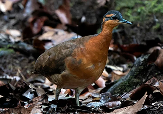 Nova espécie de ave na Amazônia chama atenção por semelhança com dodô: conheça a sururina-da-serra