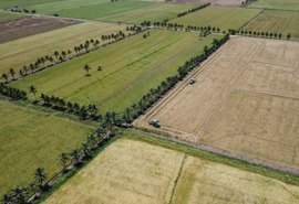 Arroz ganha força em AL e vira opção para entressafra da cana