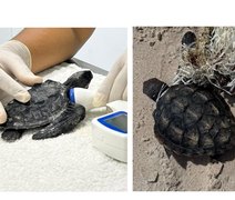 Filhotes de tartarugas são encontrados em Alagoas durante anos perdidos
