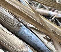 Pesquisa revela impactos na digestão e qualidade nutricional da cana