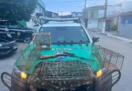 PM apreende arma de fogo e mais de cem animais silvestres em Alagoas