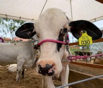 Secretaria de Agricultura prepara programação para a 41ª Expo Bacia Leiteira