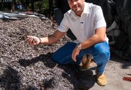 Davi Maia propõe cultivo de sururu com tecnologia para melhorar renda de marisqueiros