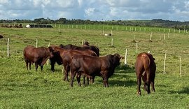 Santa Gertrudis é opção para cruzamento industrial no Nordeste