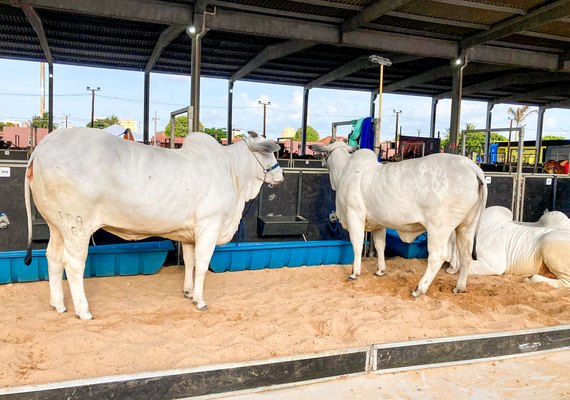Julgamentos de animais têm início nesta terça (25) no Parque da Pecuária