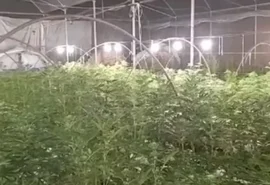 Agricultor é preso 26 anos após plantação de maconha ser descoberta no Sertão de Alagoas