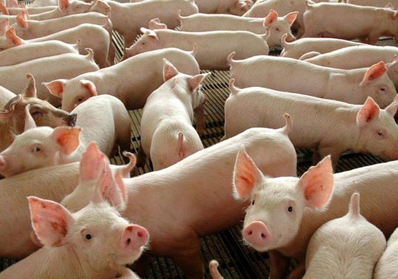Arapiraca convoca criadores para a campanha de vacinação contra a PSC