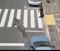 Elefante-marinho surpreende banhistas e turistas ao se abrigar do sol em praia do litoral brasileiro