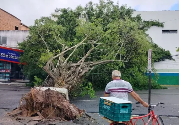 Via é interditada após queda de árvore em frente ao terminal de ônibus no Benedito Bentes
