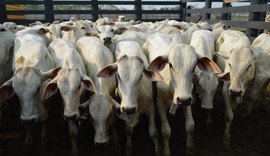 Preços do boi gordo caem com desaceleração do consumo