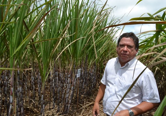 PMGCA destaca potencial de novas variedades de cana