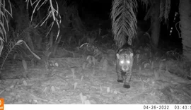 Em MT, Sema monitora animais silvestres da Estrada do Pantanal, confira!