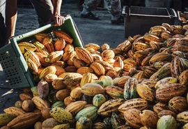 Cooperativismo fortalece produção de cacau e renda no Brasil