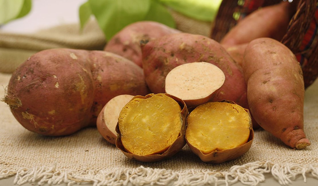 Embrapa apresenta batata-doce biofortificada e de alta produtividade