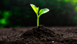 Mapa cria canal exclusivo para alertas sobre pragas