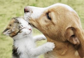 Mais uma feira de adoção de cães e gatos será realizada, desta vez, no sábado (12)
