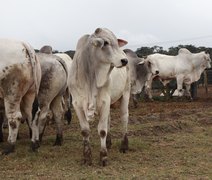 Rebanhos Varrela e Santa Nazaré promovem raça nelore em leilões