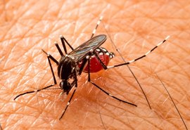 Cresce número de casos de dengue em Arapiraca