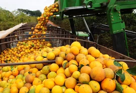 Exportações do agro brasileiro somam US$ 82 bi e reforçam superávit comercial