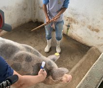 CNA defende ações estruturantes para erradicação da Peste Suína Clássica