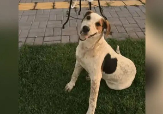 Cachorro comunitário Abacate é morto a tiros no Paraná