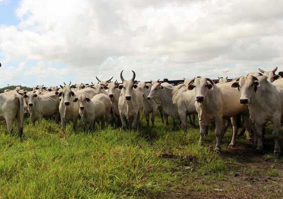 14º Leilão Nelore Positivo ofertará mais de 600 animais