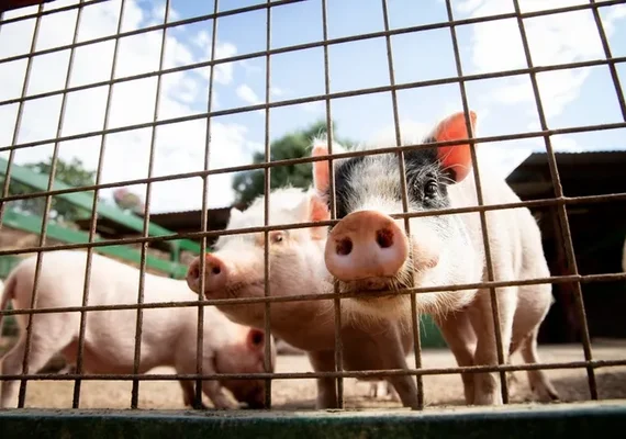 Alagoas lidera crescimento do rebanho suíno no país